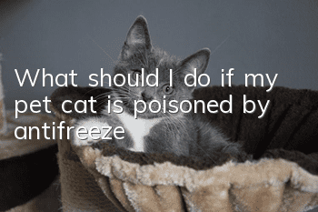 What should I do if my pet cat is poisoned by antifreeze?