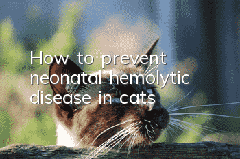 How to prevent neonatal hemolytic disease in cats?