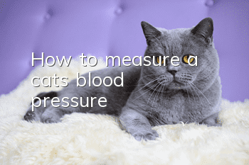 How to measure a cat’s blood pressure?