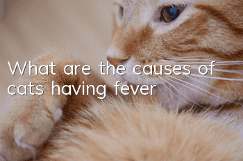 What are the causes of cats having fever?