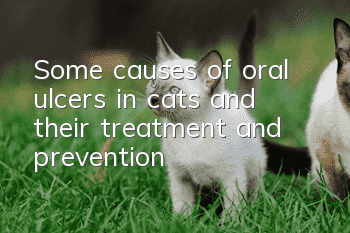 Some causes of oral ulcers in cats and their treatment and prevention