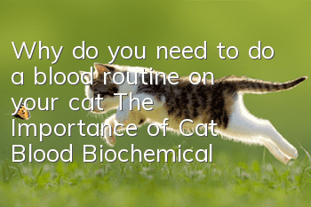 Why do you need to do a blood routine on your cat? The Importance of Cat Blood Biochemical Examination