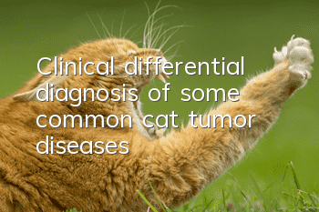 Clinical differential diagnosis of some common cat tumor diseases