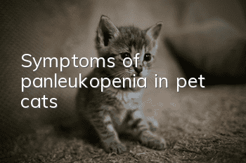 Symptoms of panleukopenia in pet cats
