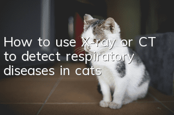 How to use X-ray or CT to detect respiratory diseases in cats