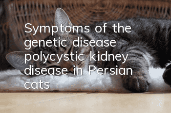 Symptoms of the genetic disease polycystic kidney disease in Persian cats