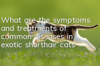 What are the symptoms and treatments of common diseases in exotic shorthair cats?