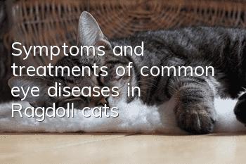 Symptoms and treatments of common eye diseases in Ragdoll cats