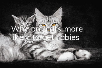 Why are cats more likely to get rabies?