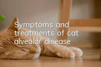 Symptoms and treatments of cat alveolar disease