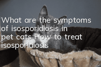 What are the symptoms of isosporidiosis in pet cats? How to treat isosporidiosis