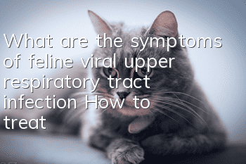 What are the symptoms of feline viral upper respiratory tract infection? How to treat