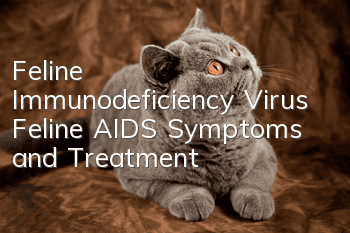 Feline Immunodeficiency Virus (Feline AIDS) Symptoms and Treatment
