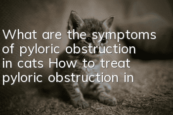 What are the symptoms of pyloric obstruction in cats? How to treat pyloric obstruction in cats