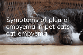 Symptoms of pleural empyema in pet cats (cat empyema)