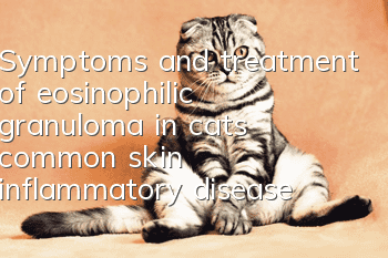 Symptoms and treatment of eosinophilic granuloma in cats, common skin inflammatory diseases