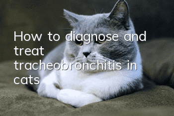 How to diagnose and treat tracheobronchitis in cats
