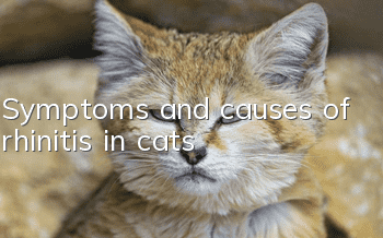 Symptoms and causes of rhinitis in cats