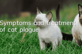 Symptoms and treatment of cat plague