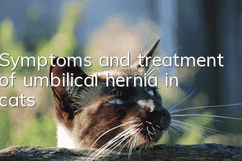 Symptoms and treatment of umbilical hernia in cats
