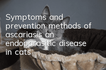 Symptoms and prevention methods of ascariasis, an endoparasitic disease in cats