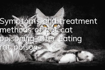 Symptoms and treatment methods of pet cat poisoning after eating rat poison