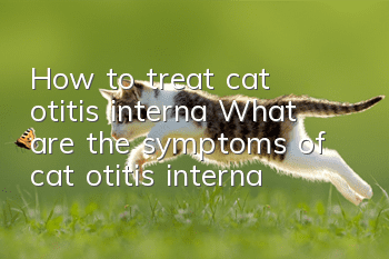 How to treat cat otitis interna? What are the symptoms of cat otitis interna?