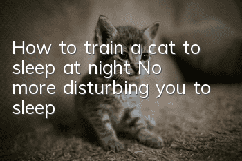 How to train a cat to sleep at night? No more disturbing you to sleep!
