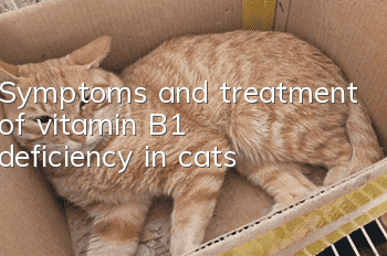 Symptoms and treatment of vitamin B1 deficiency in cats