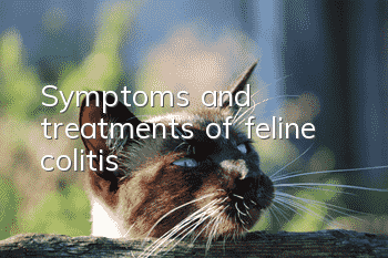 Symptoms and treatments of feline colitis