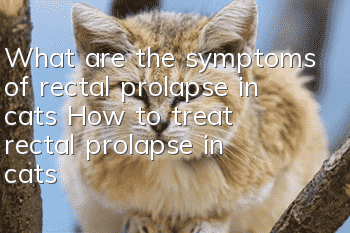 What are the symptoms of rectal prolapse in cats? How to treat rectal prolapse in cats