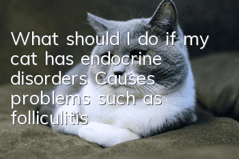 What should I do if my cat has endocrine disorders? Causes problems such as folliculitis, hair loss, and obesity