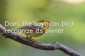 Does the soybean bird recognize its owner?