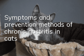 Symptoms and prevention methods of chronic gastritis in cats