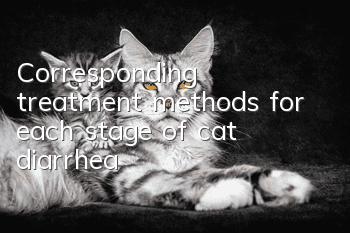 Corresponding treatment methods for each stage of cat diarrhea