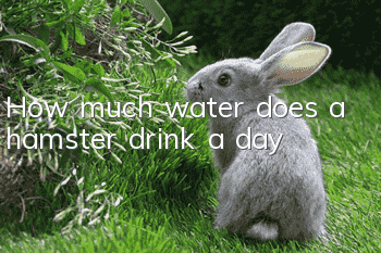 How much water does a hamster drink a day?