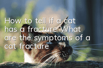 How to tell if a cat has a fracture? What are the symptoms of a cat fracture?