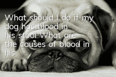 What should I do if my dog has blood in his stool? What are the causes of blood in his stool?