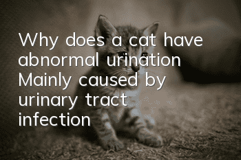 Why does a cat have abnormal urination? Mainly caused by urinary tract infection