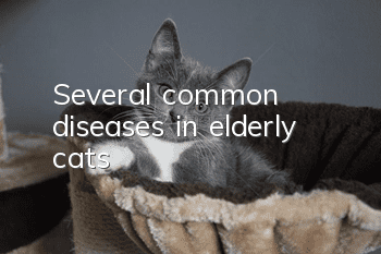Several common diseases in elderly cats