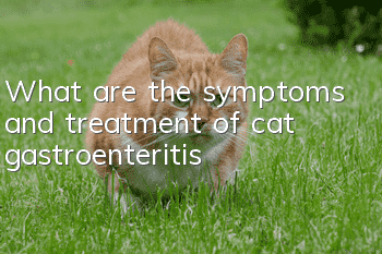 What are the symptoms and treatment of cat gastroenteritis?