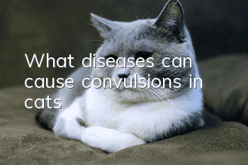 What diseases can cause convulsions in cats?