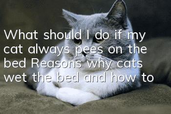 What should I do if my cat always pees on the bed? Reasons why cats wet the bed and how to deal with it!