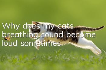 Why does my cat’s breathing sound become loud sometimes?