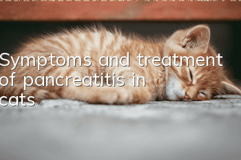 Symptoms and treatment of pancreatitis in cats