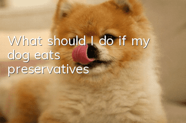 What should I do if my dog ​​eats preservatives?