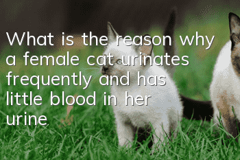 What is the reason why a female cat urinates frequently and has little blood in her urine?