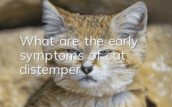 What are the early symptoms of cat distemper?