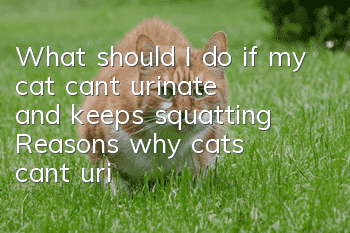 What should I do if my cat can’t urinate and keeps squatting? Reasons why cats can’t urinate