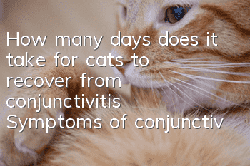 How many days does it take for cats to recover from conjunctivitis? Symptoms of conjunctivitis in cats